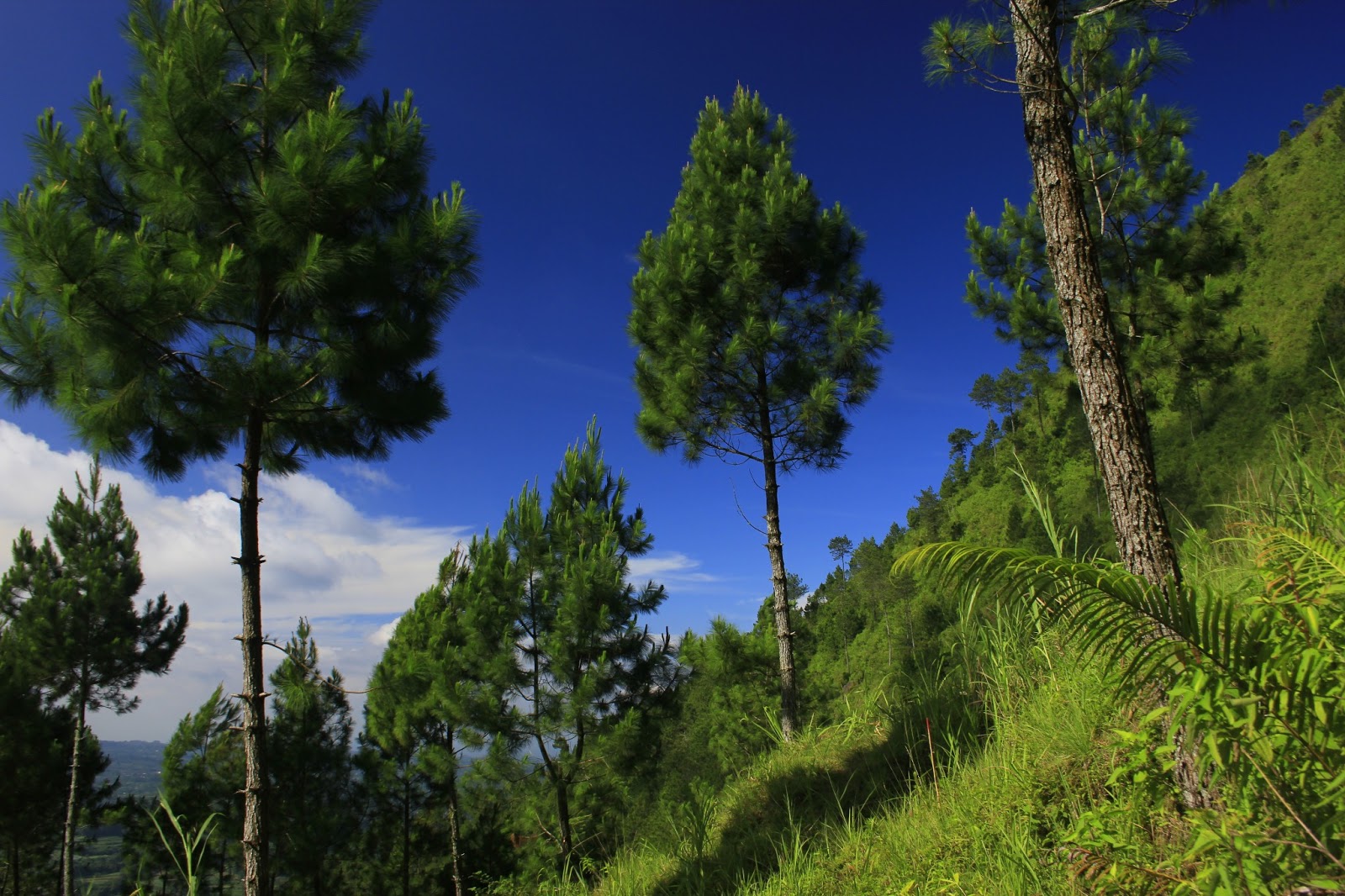 Detail Caloring Gambar Pemandangan Gunung Yang Bikin Pengen Muncak Nomer 53