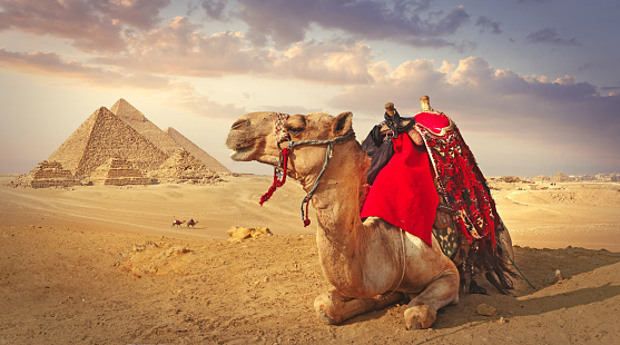 Detail Camel Background Nomer 2