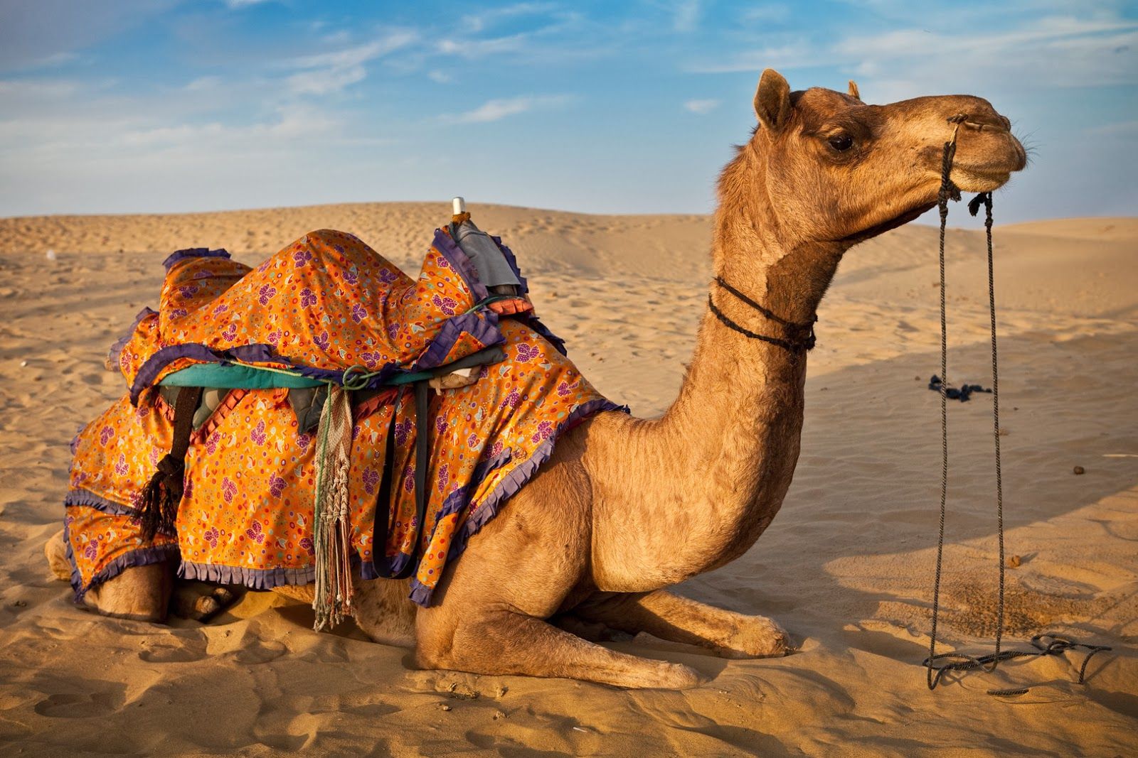 Detail Camel Background Nomer 13