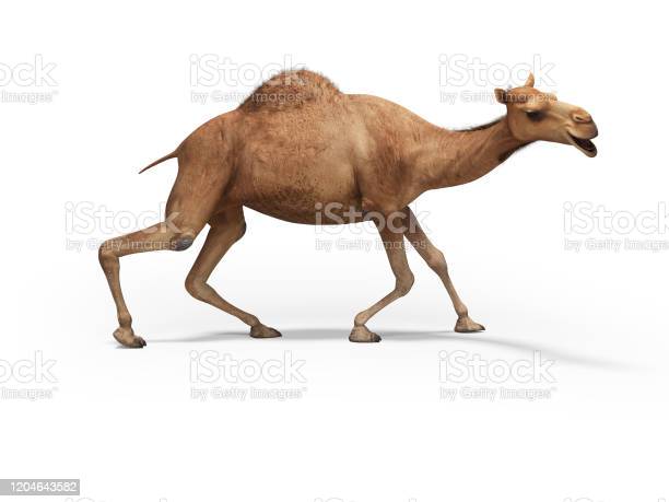 Detail Camel Background Nomer 16