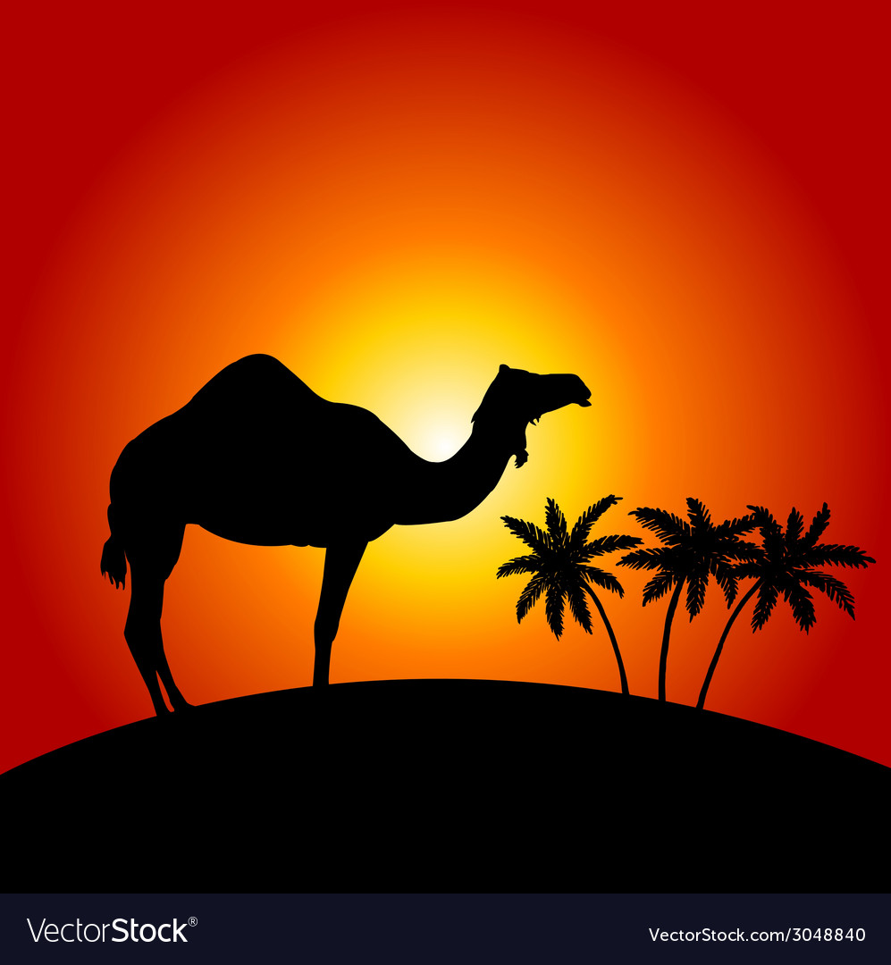 Detail Camel Background Nomer 18