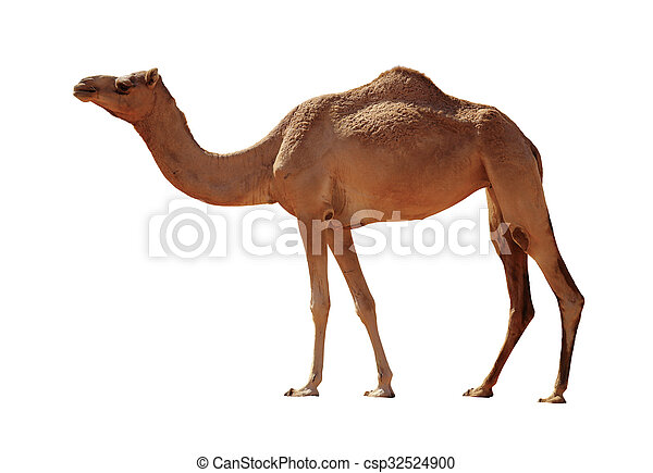 Detail Camel Background Nomer 22