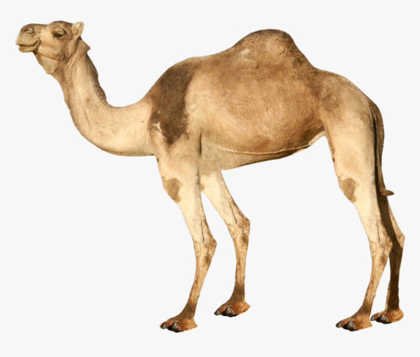Detail Camel Background Nomer 24
