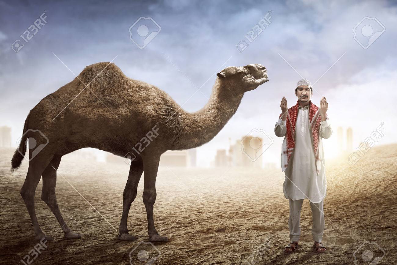 Detail Camel Background Nomer 26