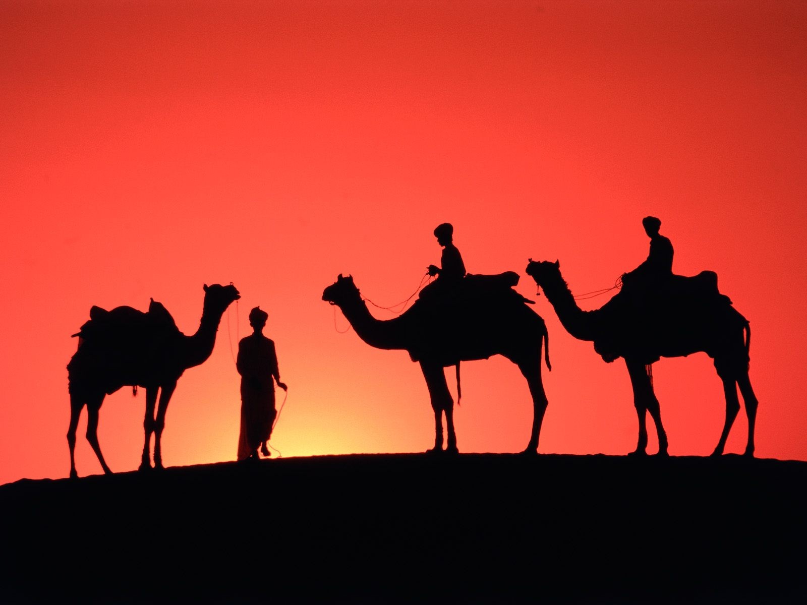 Detail Camel Background Nomer 27