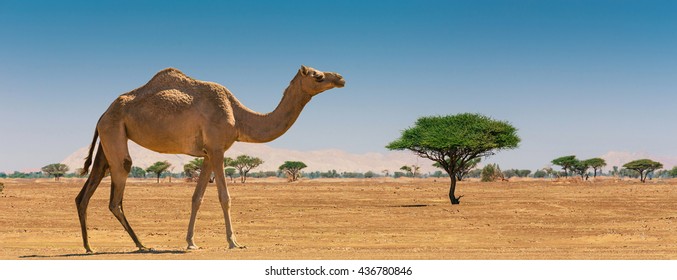 Detail Camel Background Nomer 4
