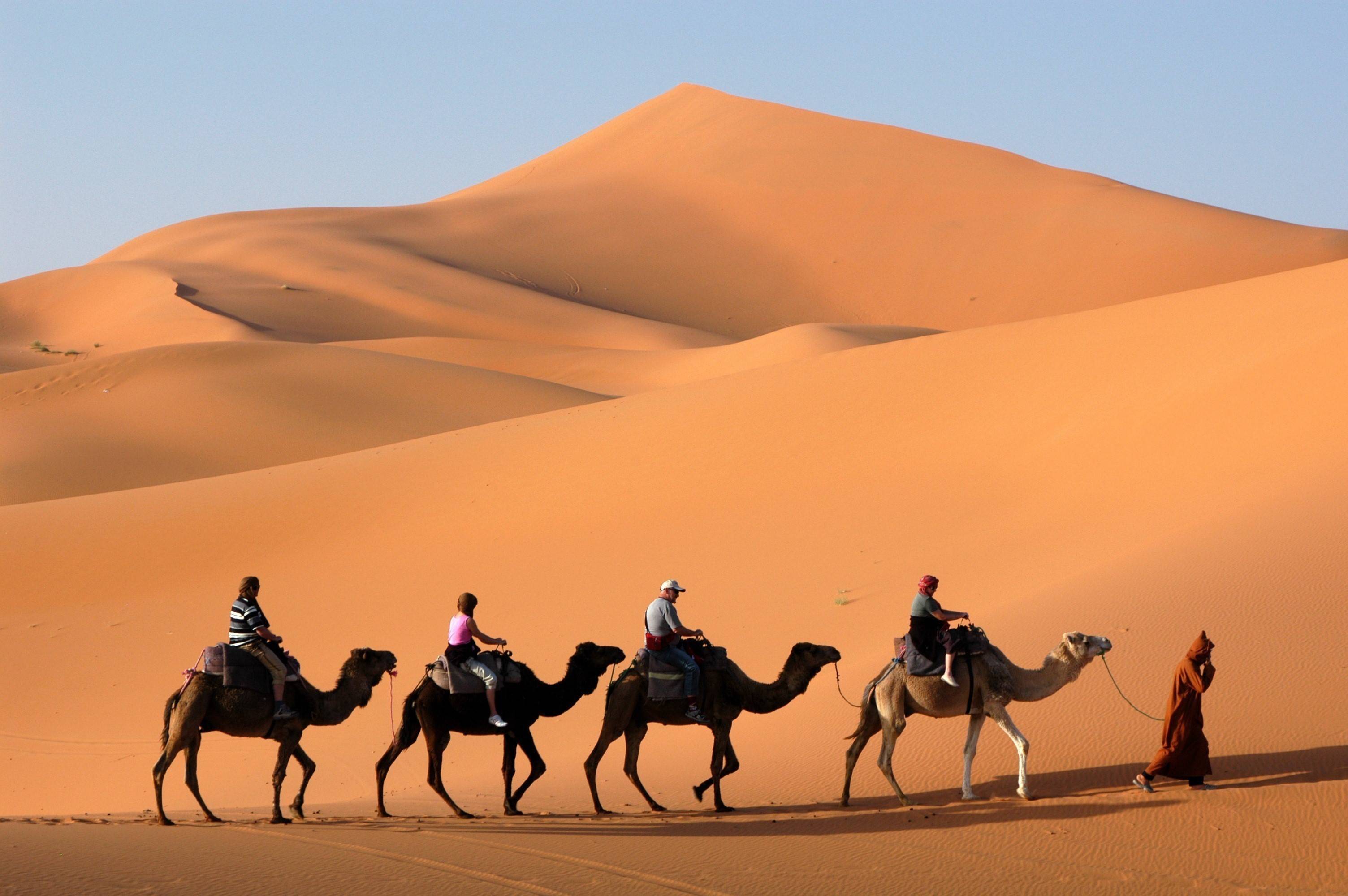 Detail Camel Background Nomer 30
