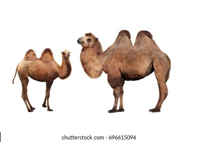 Detail Camel Background Nomer 31