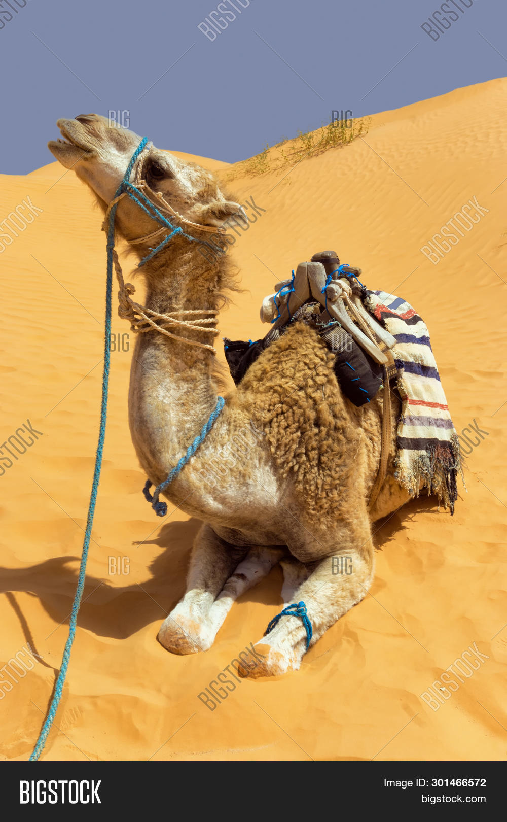 Detail Camel Background Nomer 32