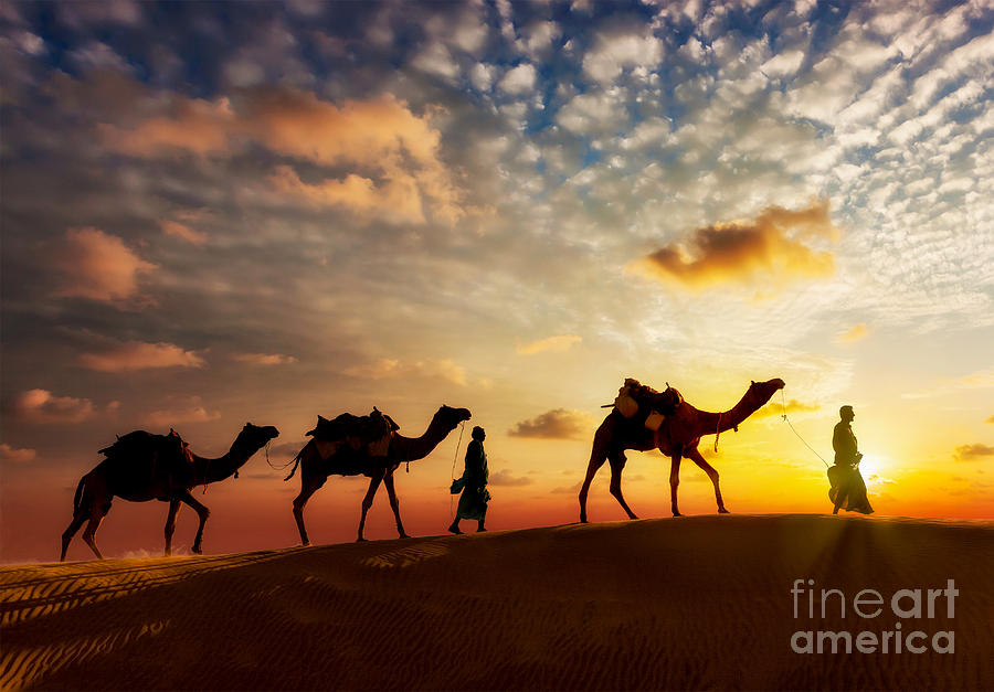 Detail Camel Background Nomer 33