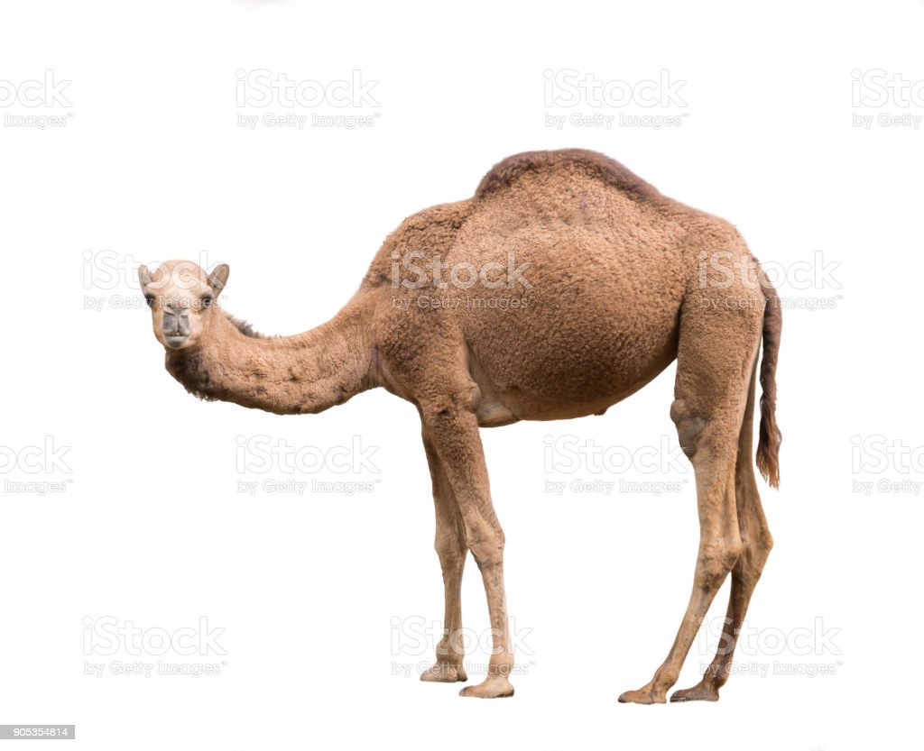 Detail Camel Background Nomer 35
