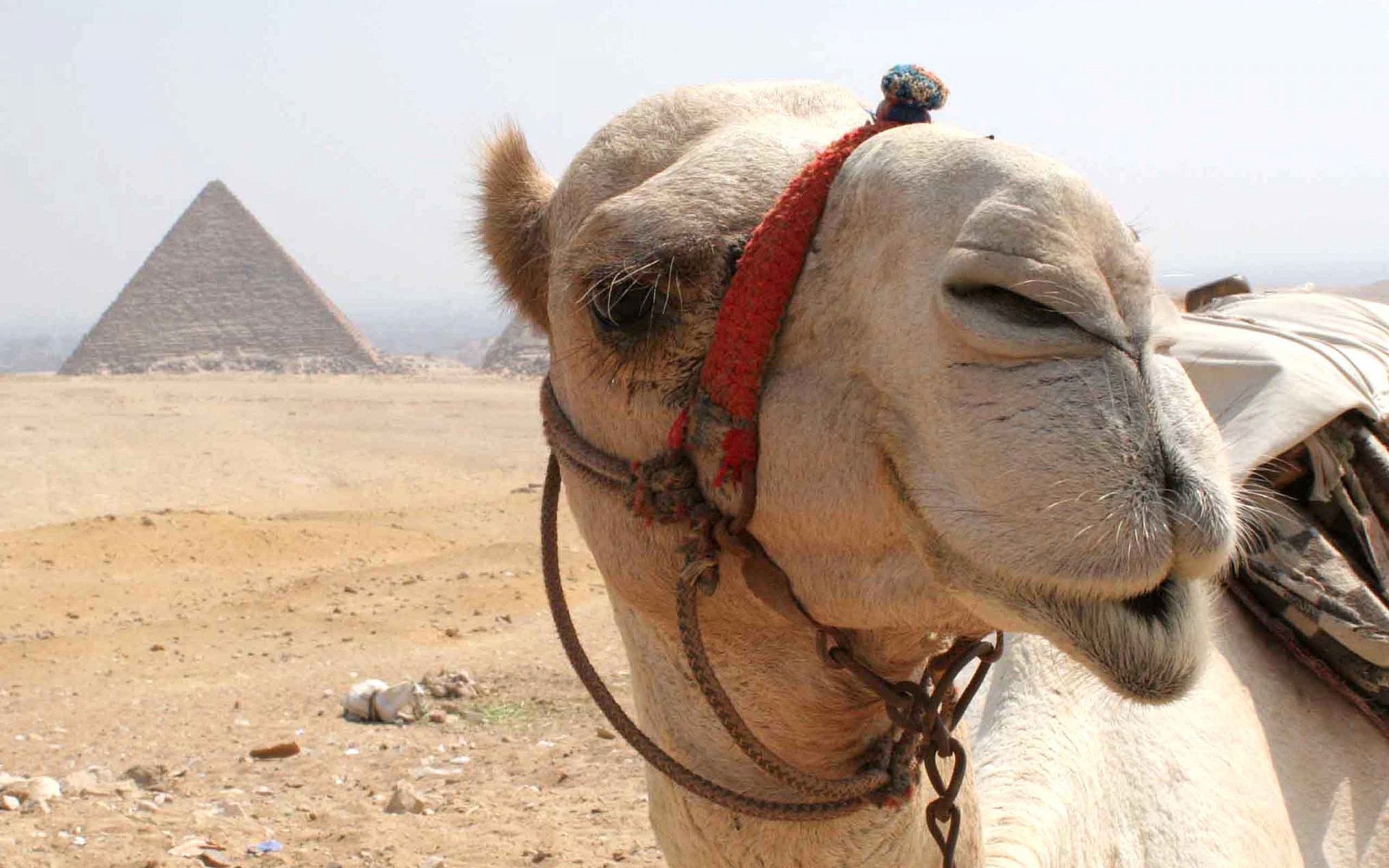 Detail Camel Background Nomer 5