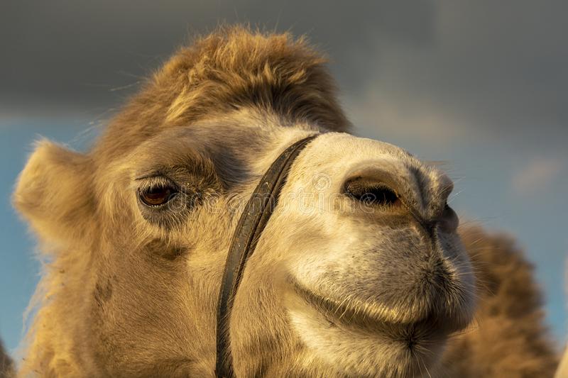 Detail Camel Background Nomer 43