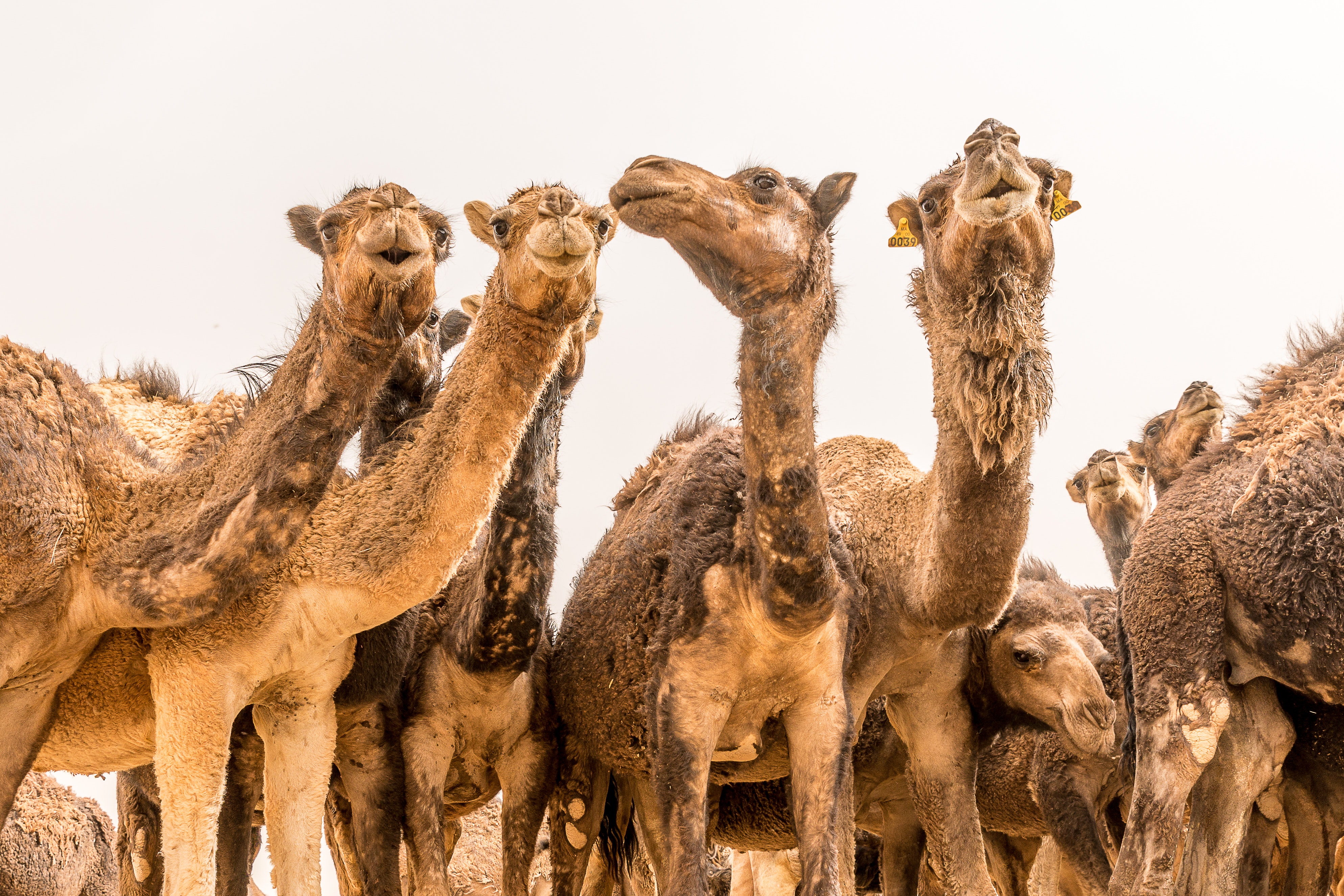 Detail Camel Background Nomer 45