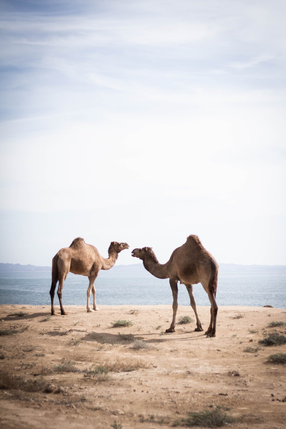 Detail Camel Background Nomer 50