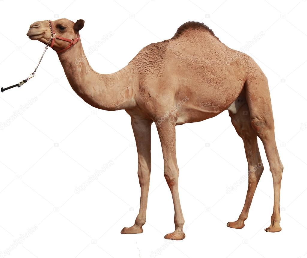 Detail Camel Background Nomer 7