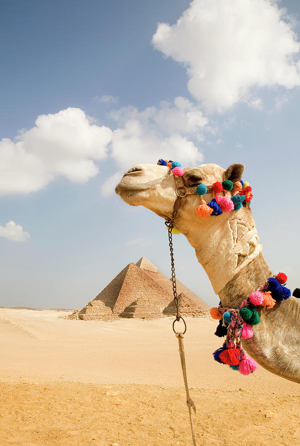 Detail Camel Background Nomer 9