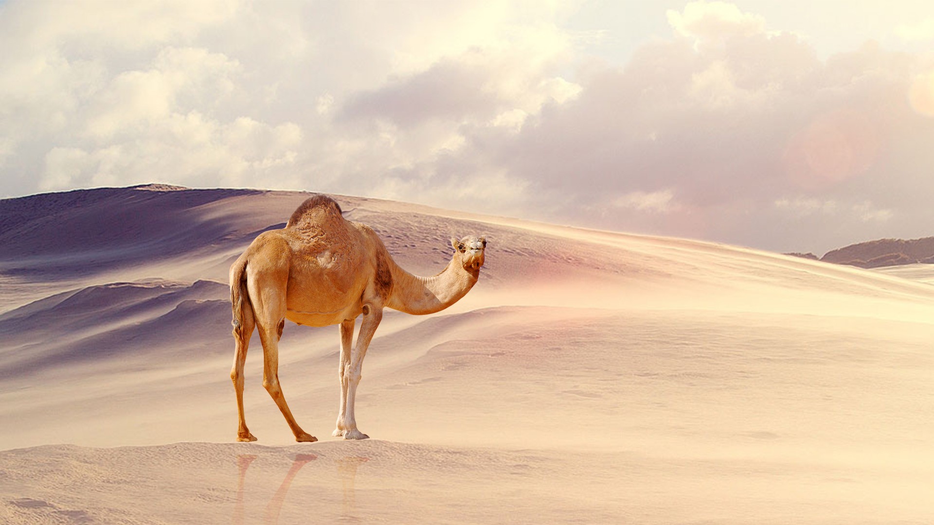 Detail Camel Background Nomer 10