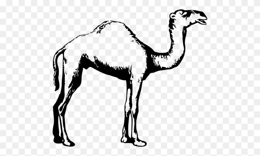 Detail Camel Black And White Clipart Nomer 37