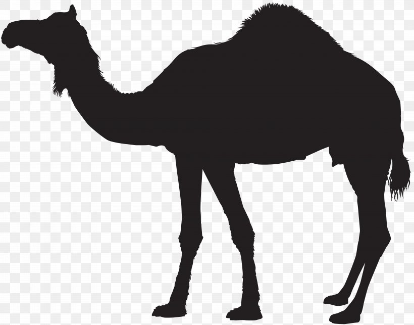 Detail Camel Black And White Clipart Nomer 38