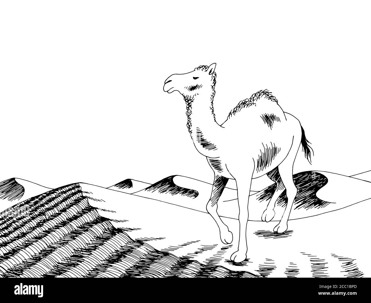 Detail Camel Black And White Clipart Nomer 49