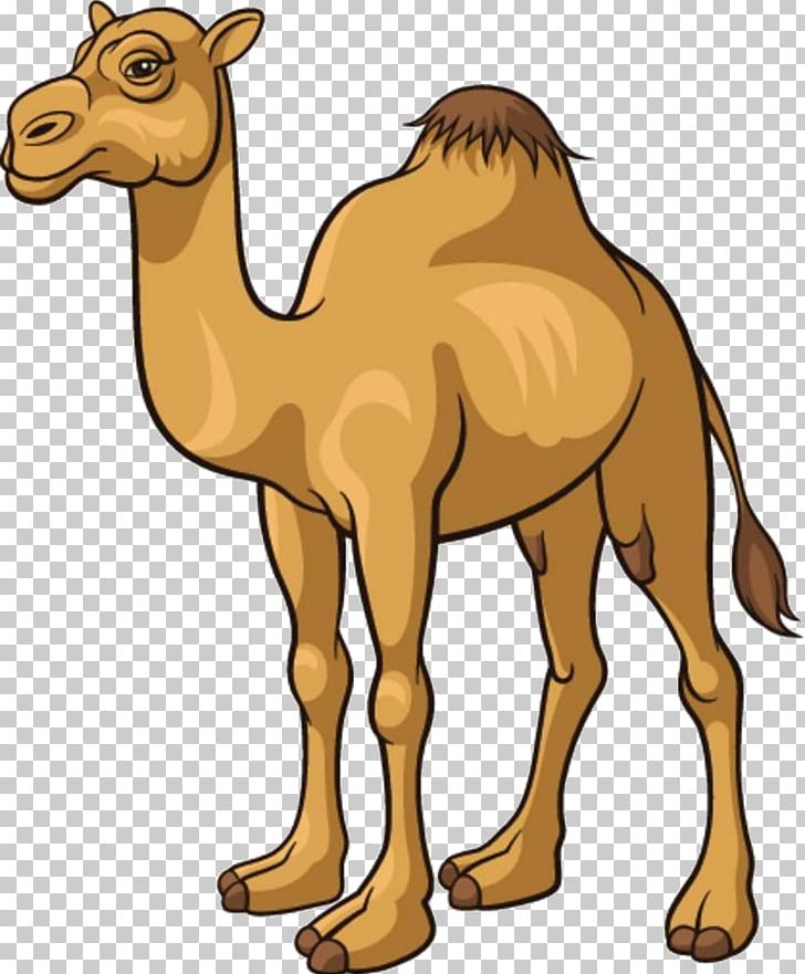 Detail Camel Cartoon Png Nomer 11