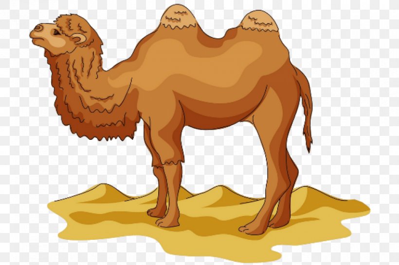 Detail Camel Cartoon Png Nomer 12