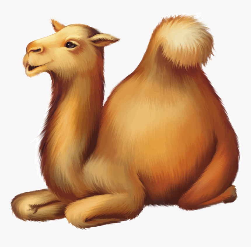 Detail Camel Cartoon Png Nomer 23