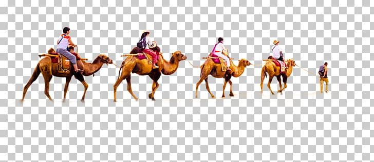 Detail Camel Cartoon Png Nomer 33