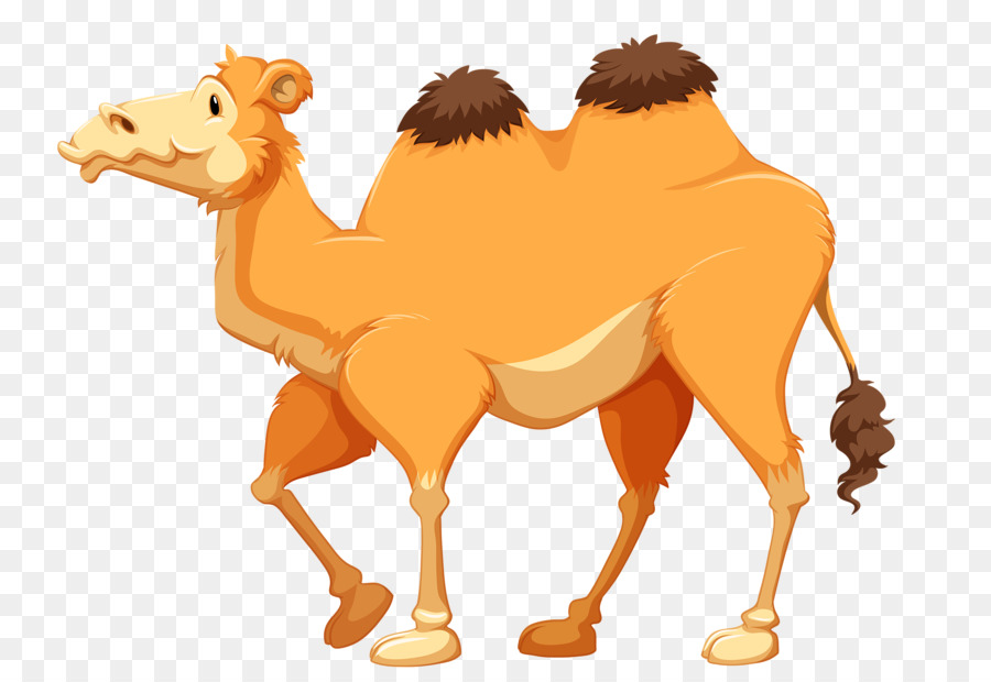 Detail Camel Cartoon Png Nomer 42