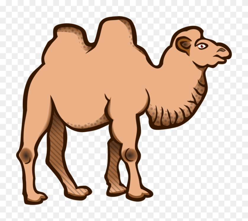 Detail Camel Cartoon Png Nomer 52