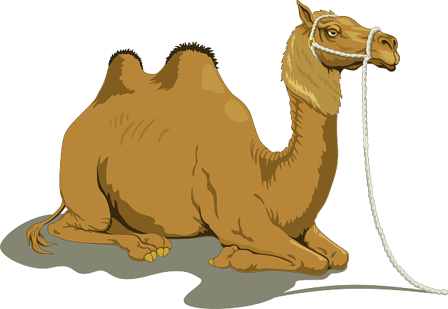 Detail Camel Clipart Nomer 19