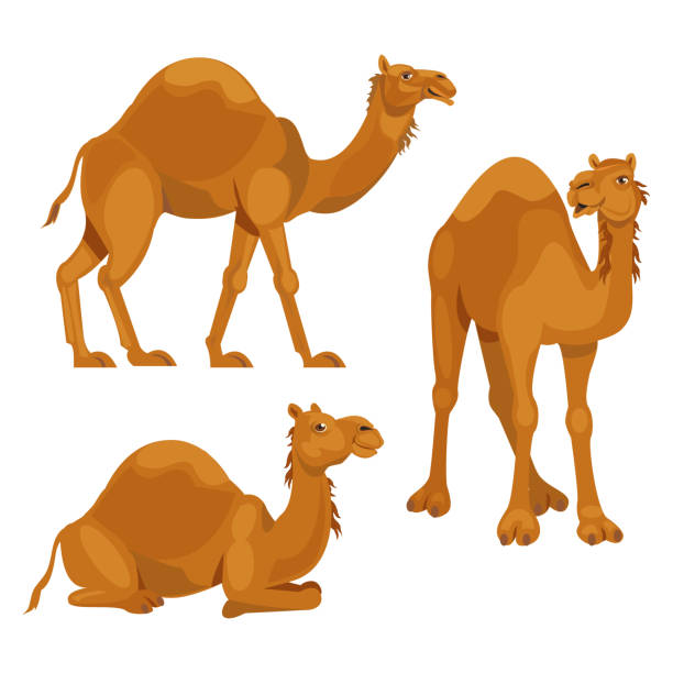 Detail Camel Clipart Nomer 21