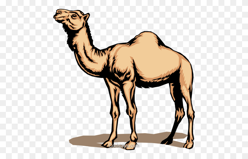 Detail Camel Clipart Nomer 37