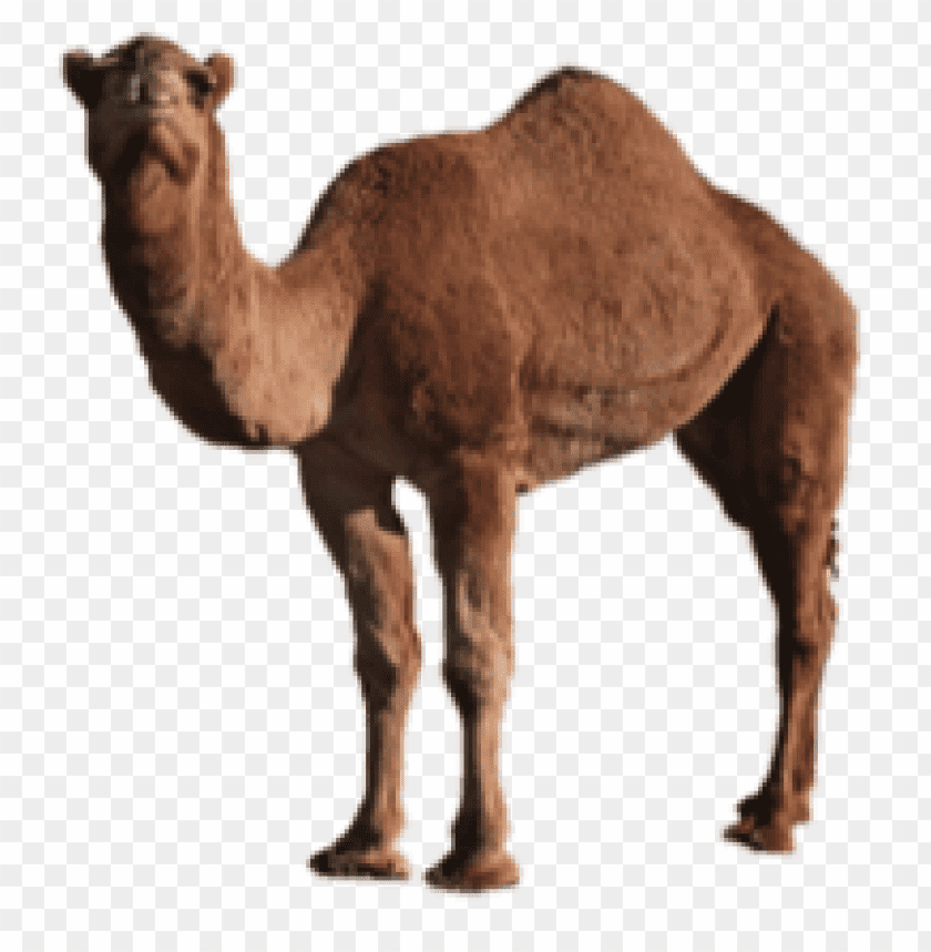 Detail Camel Download Nomer 11
