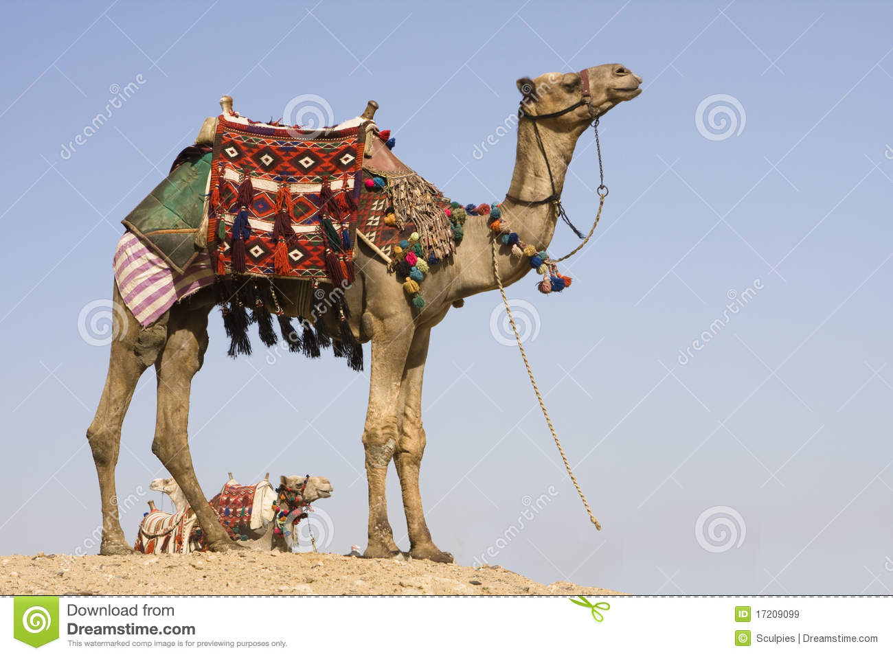 Detail Camel Download Nomer 12