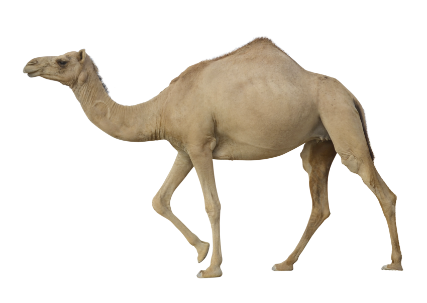 Detail Camel Download Nomer 16