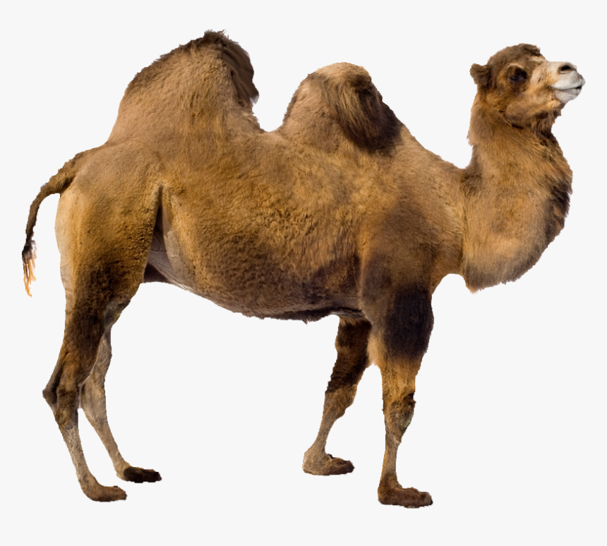 Detail Camel Download Nomer 20