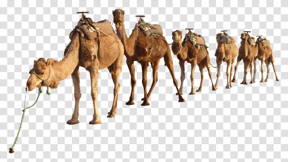 Detail Camel Download Nomer 21