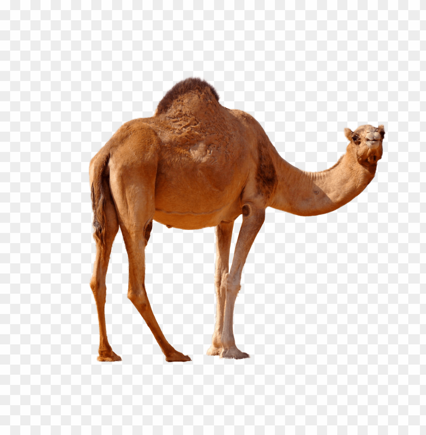 Detail Camel Download Nomer 24