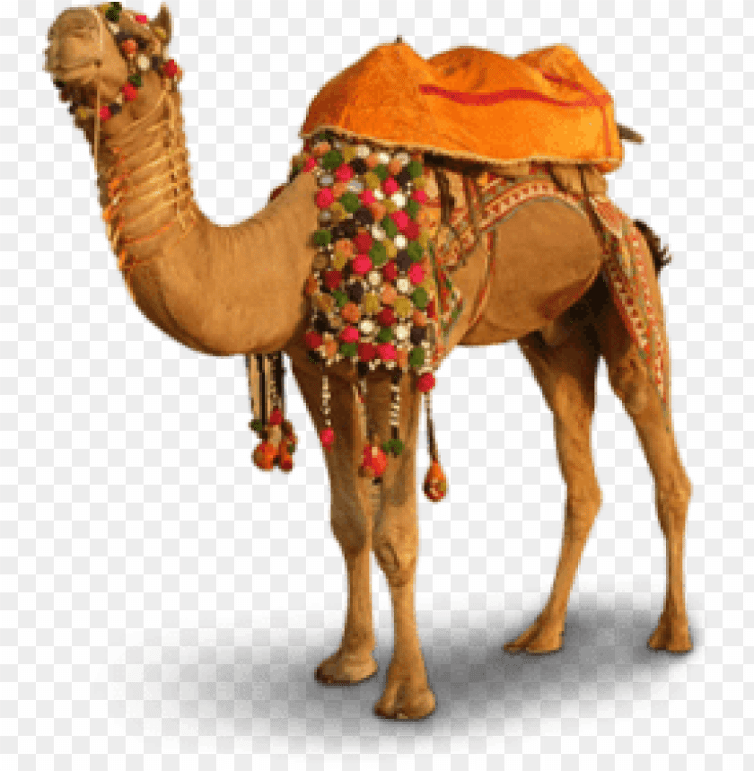 Detail Camel Download Nomer 30