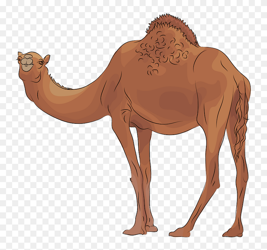 Detail Camel Download Nomer 32