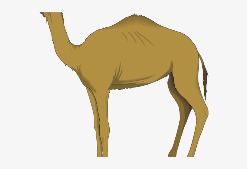 Detail Camel Download Nomer 36