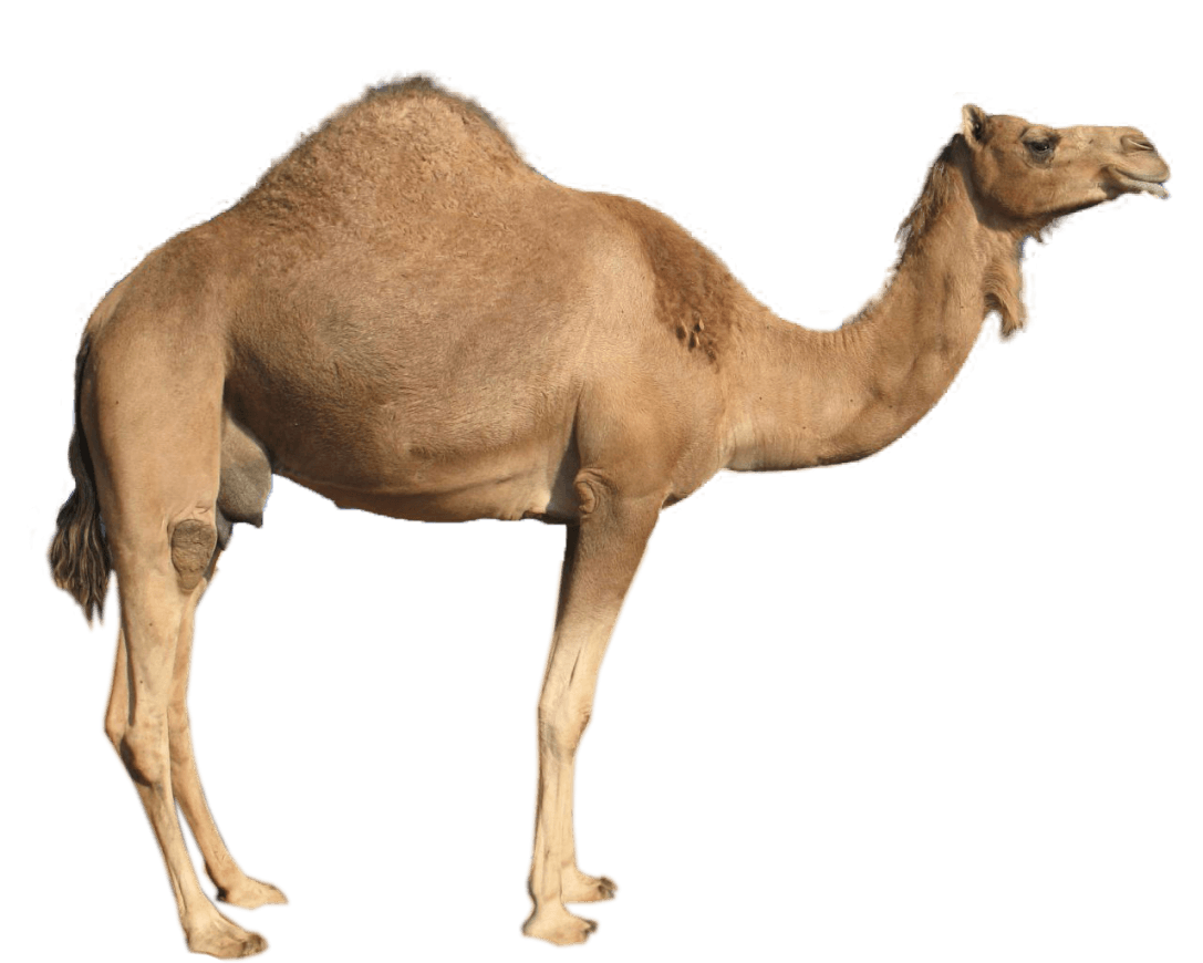 Detail Camel Download Nomer 5