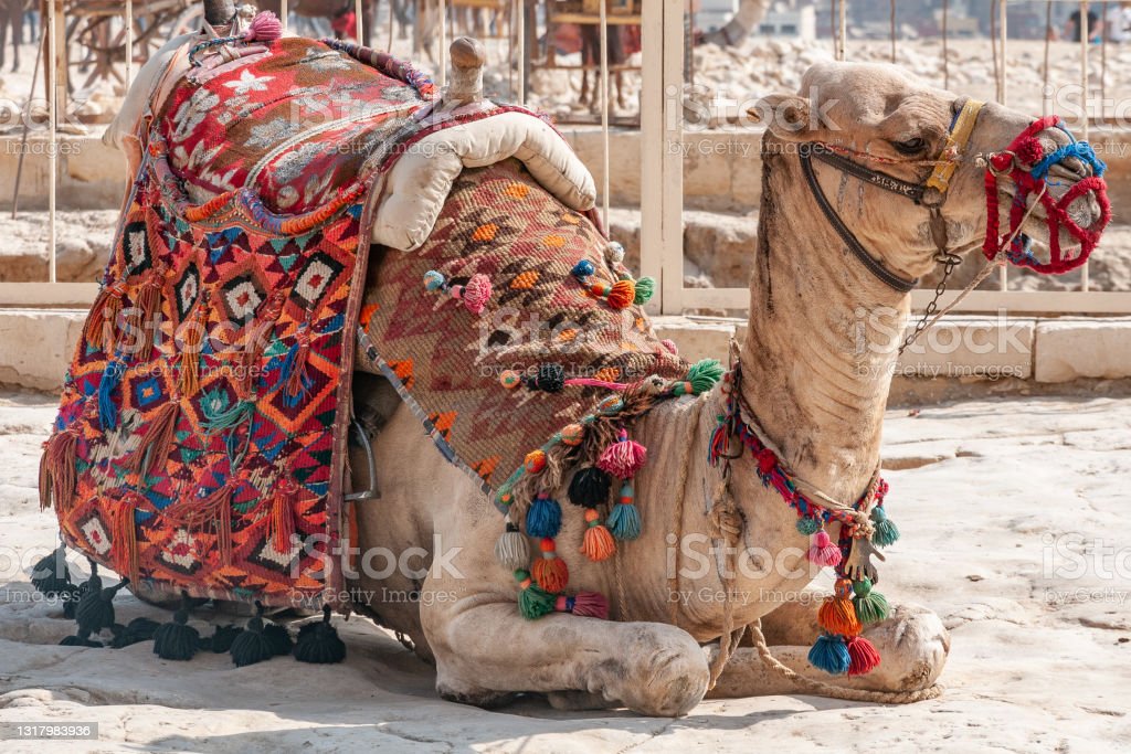 Detail Camel Download Nomer 40