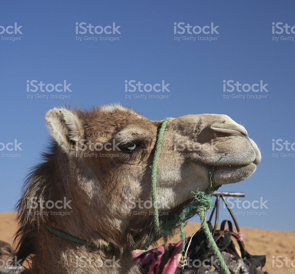 Detail Camel Download Nomer 48