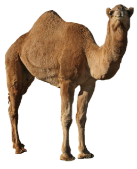 Detail Camel Download Nomer 7