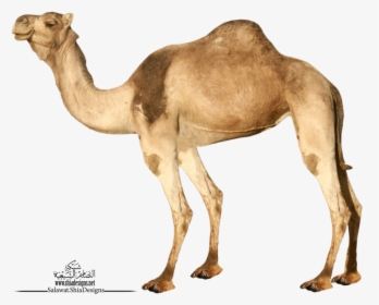 Detail Camel Download Nomer 10