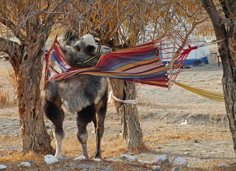 Camel Hammock - KibrisPDR