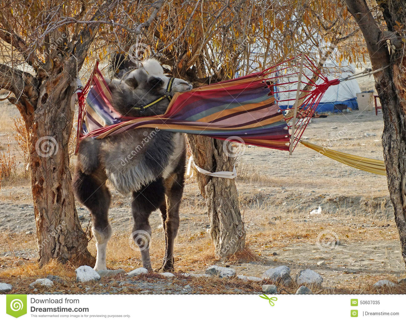 Detail Camel Hammock Nomer 2
